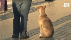 Легенда на четири лапи: Кучето пред парламента се метна на автобуса ВИДЕО