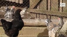 Кокошки в наше село снасят не какви да е, а... зелени яйца ВИДЕО