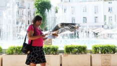 Особености на варненския гларус