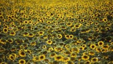 Неизвестен ожънал слънчогледов масив от 55 дка