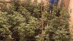 Двама фермери на марихуана от Варна остават в ареста