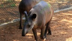 Зоологическа градина няма да развъжда животни, ако не може да ги върне в природата