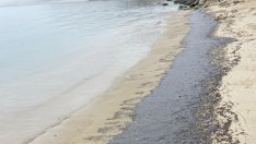 След нефтът на плажа във Варна: Изплаваха мъртви медузи и риби край Трета буна