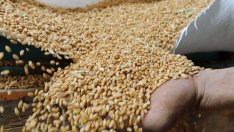 Цените на пшеницата полетяха към небесата