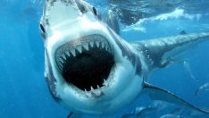 Акула уби сърфист в близост до плаж