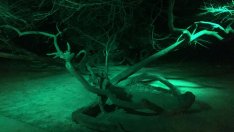 Кривото дърво в Морската грейва нощем