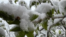 Априлският сняг и студ унищожиха овошките в Североизточна България