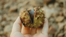 Във Варна започва обработка на кестенови дървета