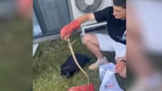 Търсят ловец на змии във Варна (ВИДЕО)