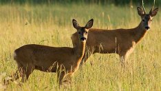 Сърна на пътя отне живота на жена след катастрофа