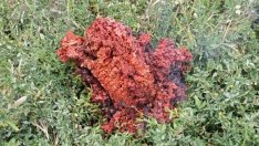 Мистика: Никой у нас не знае каква е падналата от небето червена материя в Якоруда? (ВИДЕО)