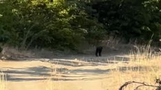 Черната пантера израснала у нас? От години обикаляла източната част на Стара планина