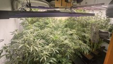 14-та поред наркооранжерия разкриха полицаите във Варна за тази година (СНИМКИ)