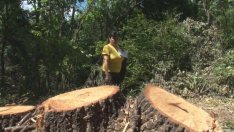 Сигнали за незаконна сеч край Павликени остават без реакция от години