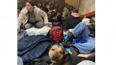 Домашните любимци на бежанците от Украйна влизат у нас по улеснена процедура