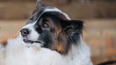 Добрата новина: Роска е спасена, търсят осиновители