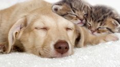 Домашните любимци помагат при работата от вкъщи