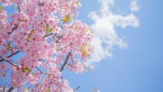 Кога идва истинската пролет?