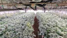 Превърнаха птицеферма във варненско село в наркооранжерия (СНИМКИ)