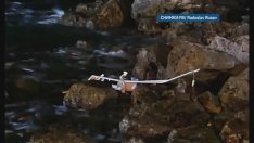 Откриха дрон с бомба на брега на с. Тюленово