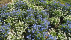 Увеличават на 3700 кв. м площите, засадени с цветя в кметство "Приморски"