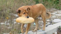 Ученици дариха одеяла и храна на приют за кучета