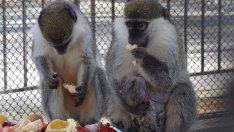 Бебе маймунче се роди в Зоопарка (СНИМКИ)
