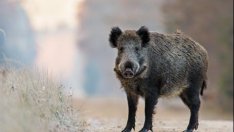 Отново болни от трихинелоза в Бургас