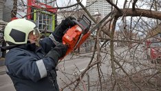 По сигнал на граждани: Режат опасни дървета в "Приморски"