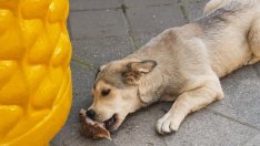 Трупове на кучета се появиха и във Варна