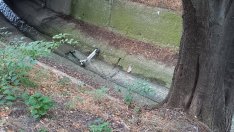 Вече паркират тротинетки и...в каналите на Варна