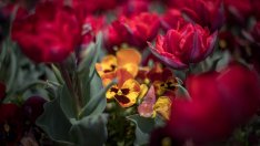 Слънчево време утре, градусите се покачват