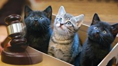 Глобиха жестоко пенсионер за изоставени котета