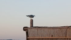 Виц на деня - 6 септември