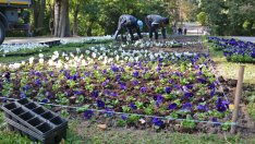 Тръгна есенното зацветяване на Морската градина във Варна