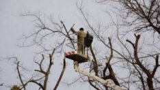 Премахват и днес опасни дървета в "Приморски"