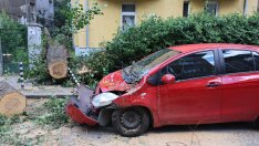 Дърво падна и потроши две коли в центъра на София