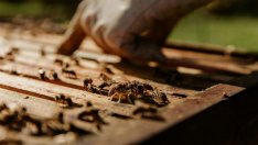 Пчелите са пазителите на биоразнообразието в света