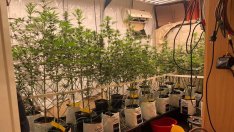 Варненецът с наркооранжерия в центъра остава в ареста