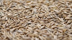 Идва нов скок: Украйна спира износа на елда, ръж и овес