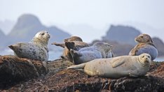 Mасово измиране на тюлени в Аляска тревожи учените