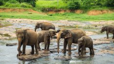 Рекорден брой слонове са загинали през 2019 г. в Шри Ланка