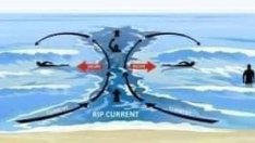 Мъртвак по морето! Как да го познаем и какво да правим