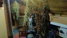 Разбиха наркооранжерия в с. Житница (СНИМКИ)