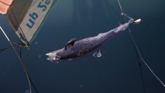 Войната в Украйна мори делфините в Черно море