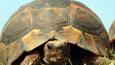 Спасиха дива костенурка с пробита с дрелка коруба 