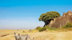 Задължителната карантина за Африка прецака и чартърите до Египет и Тунис