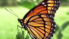 Новооткрит вид пеперуда в Аляска произвежда антифриз, за да оцелее