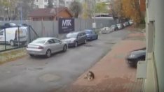 Повдигнаха обвинение на македонеца, прегазил кучето Мая