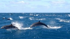 Кървав хорър на брега: Клане на 1400 делфина потресе света